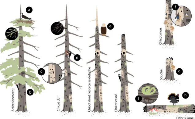 Figure  1.  Exemples  d’utilisateurs  de  différents  types  de  bois  mort  en  forêt  boréale