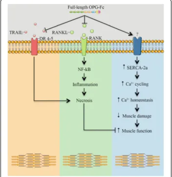 Fig. 5 Schematic representation of the signaling pathways through which full-length OPG-Fc may exert its effects on skeletal muscle.