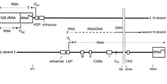 Figure 10 : initiation de la transcription des deux brins au niveau de la D-loop, les  deux sites d’initiation ITH1 (et ITH2 accessoire) pour le brin lourd et IT L pour le  brin léger (T AANMAN  1999)