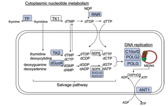 Figure 22 : représentation schématique des rôles des protéines impliquées dans les voies  de maintenance et de stabilité du génome mitochondrial (C OPELAND  2012) 