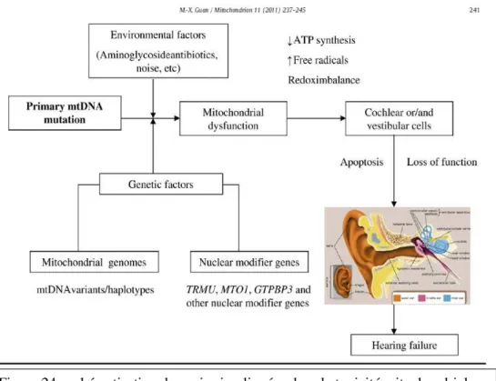 Figure 24 : schématisation des voies impliquées dans la toxicité mitochondriale  des aminosides (G UAN  2011) 