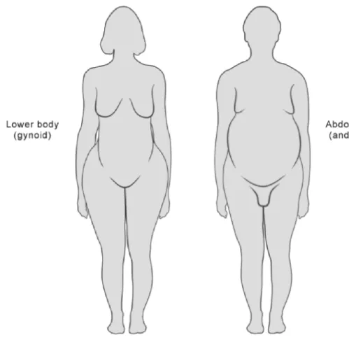 Figure 1 : modèles d'obésité en fonction de la répartition des graisses. 