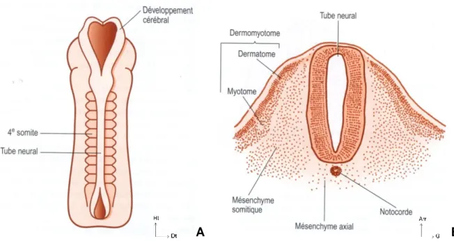 Figure 1 Morphognèse d'une vertèbre. 