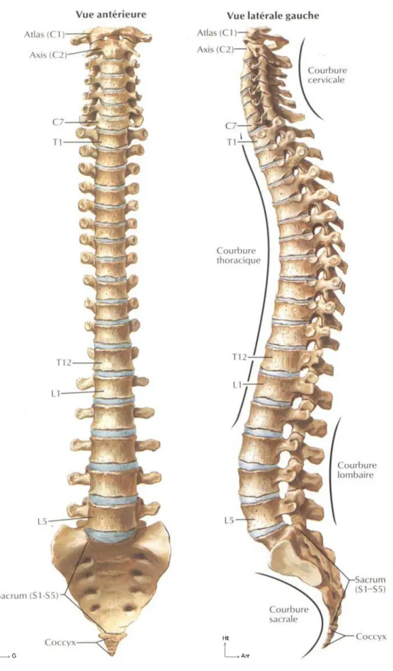 Figure 2 Courbures du rachis (9) 