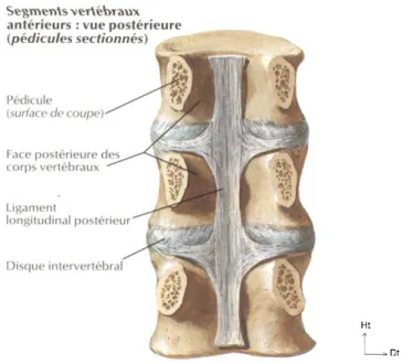Figure 6 Ligaments vertébraux antérieurs 