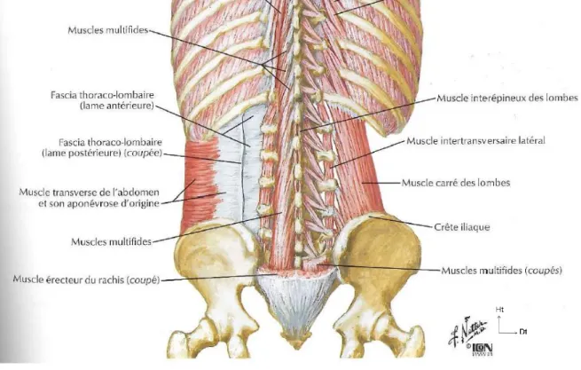 Figure 9 Muscles profonds lombaires 