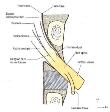 Figure 10 Nerf spinal 