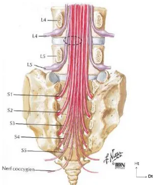 Figure 12 Émergences radiculaires 