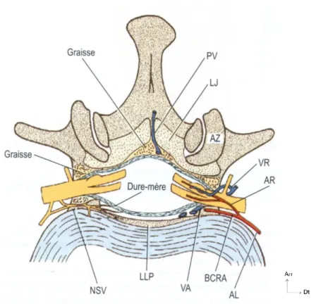 Figure 13 Coupe transverse du canal vertébral au niveau des foramens  intervertébraux