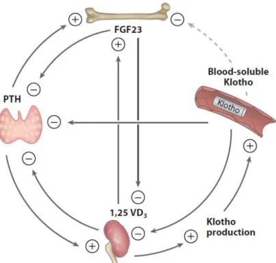 Figure 1 : Régulation endocrine du métabolisme minéral. Issu de (8). Plusieurs  boucles de rétrocontrôle négatif mettent en jeu les principaux régulateurs du  métabolisme minéral : l’hormone parathyroïdienne (PTH), le fibroblast growth factor  23 (FGF23), 