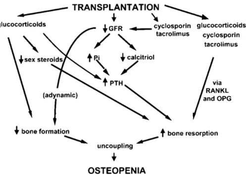 Figure 5 : Facteurs influençant le métabolisme osseux en post transplantation rénale. 