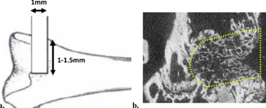 Figure 1. (a) Position of the epi-metaphyseal defect on mice distal femoral epiphysis