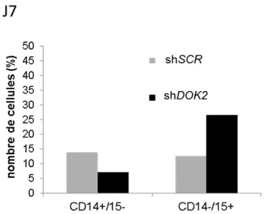 Figure  9.  La  diminution  de  l’expression  de  DOK2  induit  un  biais  de  différenciation  au  profit de la lignée granulocytaire