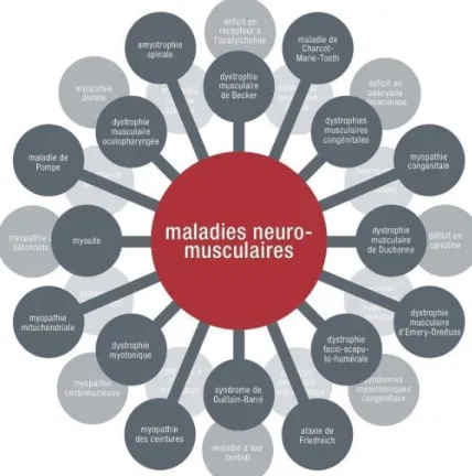 Figure 1 : Les principales maladies neuromusculaires. Tirée de (DMCanada, 2012) 