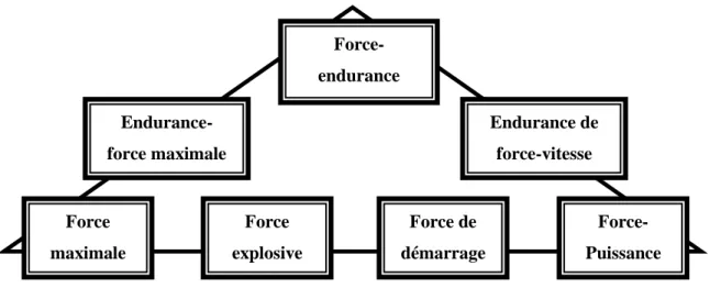 Figure 7 : Les types de force Tiré du livre (Weineck, 1997).  