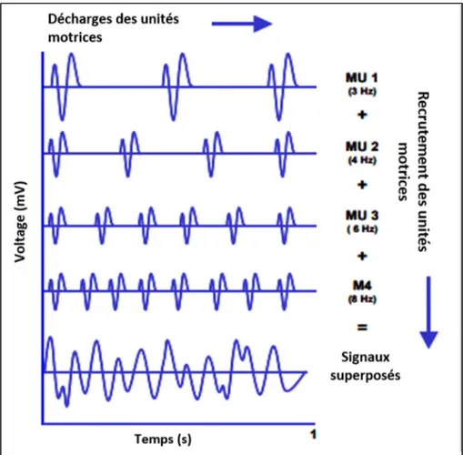 Figure 1.5 Superposition des potentiels d’actions des unités motrices  Tirée et traduite de (Konrad, 2005) 