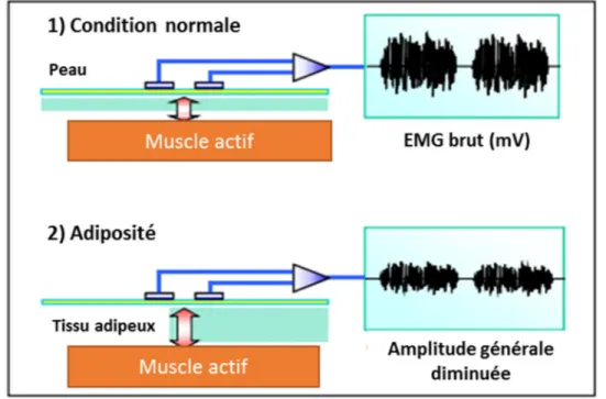 Figure 1.6 Influence de l’épaisseur du tissu sur les signaux EMG  Tirée et traduite de (Konrad, 2005) 