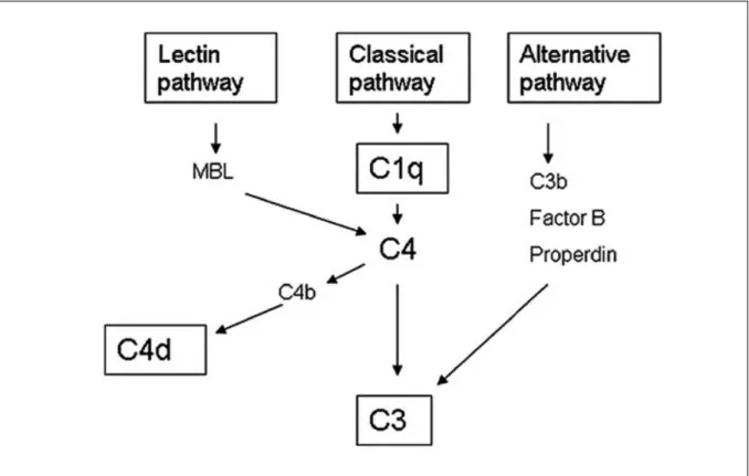 Figure 4 : Place du C4d dans le système du complément [29]. 