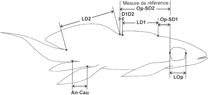 Figure  1.  Mesures  morphométriques  de  Scaumenacia  curta:  (LOp)  la  longueur  de  l'opercule,  (Op-SD 1)  la  distance  entre  la  marge  postérieure  de  l'opercule  et  le  point  d ' insertion  antérieur de la première nageoire dorsale, (LD l) la 