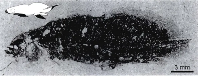 Figure  2.  Spécimen  de  Scaumenacia  curta,  MHNM 04-1379a  (30,79  mm LT est ).  Le  noir  de la silhouette représente les  régions manquantes sur le spécimen fossile 