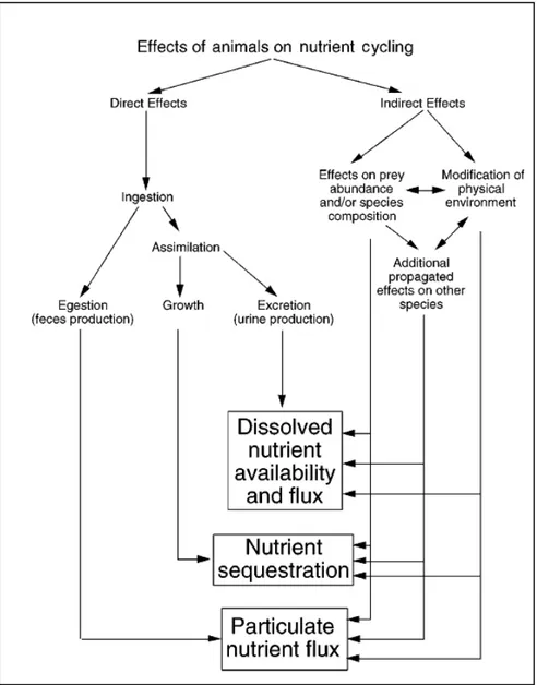 Figure II. Diagramme schématique incorporant les effets directs et indirects qu’ont les  animaux  sur  le  cycle  des  nutriments  dans  les  écosystèmes  aquatiques  (tiré  de  Vanni,  2002)
