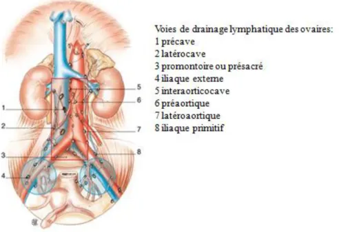 Figure 4 : Les voies de drainage lymphatique des ovaires (57)  