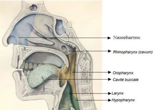 Figure 1 : Représentation anatomique des VADS sur une coupe sagittale médiane 