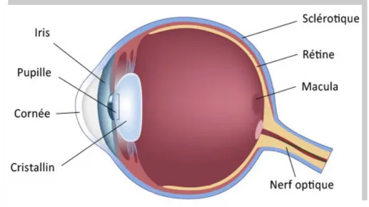 Fig. 1 – Schéma de l’œil  (2)