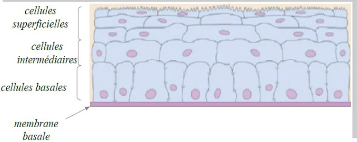 Fig. 3 – Schéma de l'épithélium cornéen