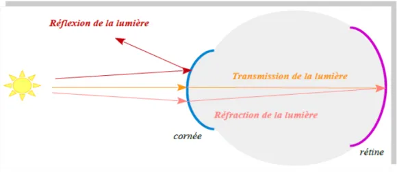 Fig. 7 - Schéma des propriétés optiques de la cornée 1) La transmission de la lumière