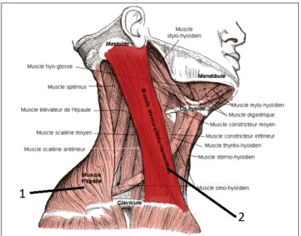 Figure 4.1 Muscle sterno-cléïdo mastoïdien et muscles du cou.