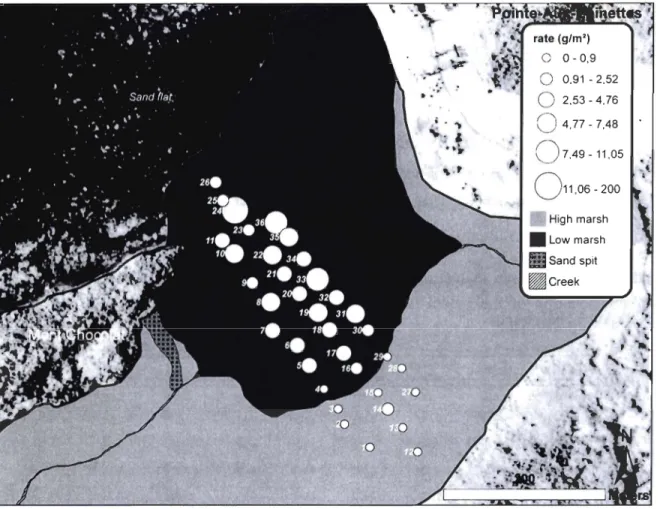 Fig. 7. Mineral sedimentation rate (g/m 2 )  measured on 21  August 2009. 
