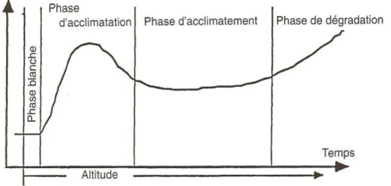 Graphique 2 : Chronologie des phases d’adaptation en altitude d’après J-P Richalet  (10) 