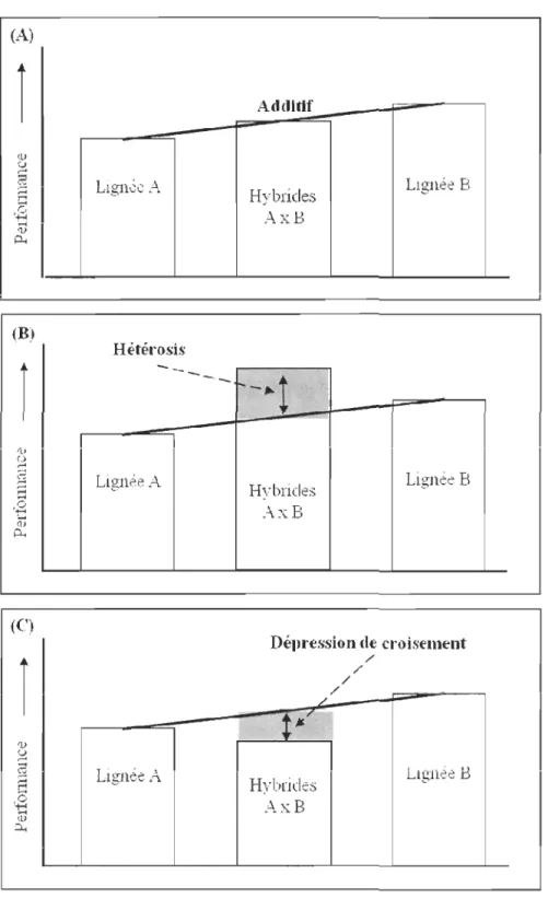 Figure 2 : Représentation graphique des principaux effets génétiqu es visibles sur la mesure  d'une perform ance lors d'un croisement hybride entre deux lignées