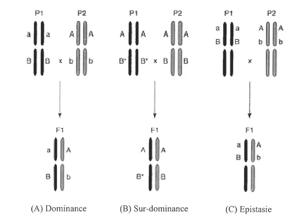 Figure  3 :  Les  différentes  hypothèses  génétiques  expliquant  la  formation  d'effets  non- non-additifs 