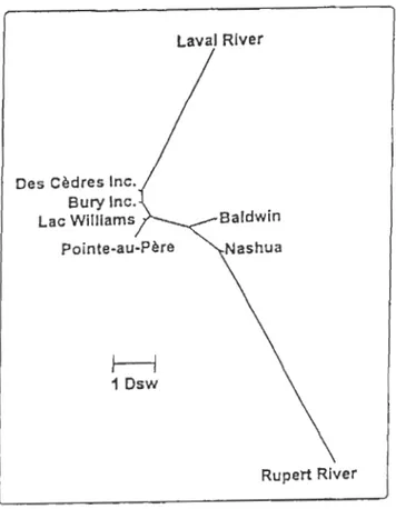 Figure  4 : Phénogramme des  distances  génétiques  de différents  stocks d'omble de fontaine  au Québec (méthode de Neighbor Joining) (d'après Martin et al.,  1997)