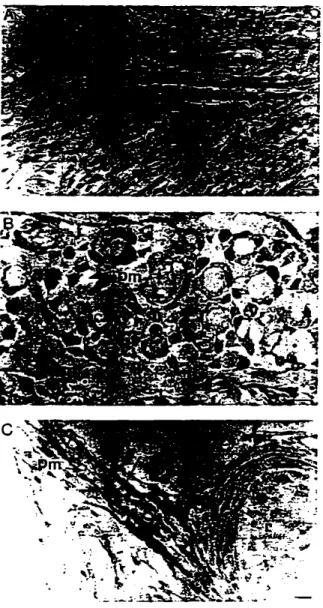 Fig. 9. A: sagittal section through the cfeY8IOping inten:ostal ~ in a 15.5 dpc fetus showing positive CC1 staIning reaction in 1) single spindle-shaped mesenchymaJ c8IJs (single arrowhe8d) lntimatety  associ-ated wi1h negativeIy stained pnmaty embryonic m