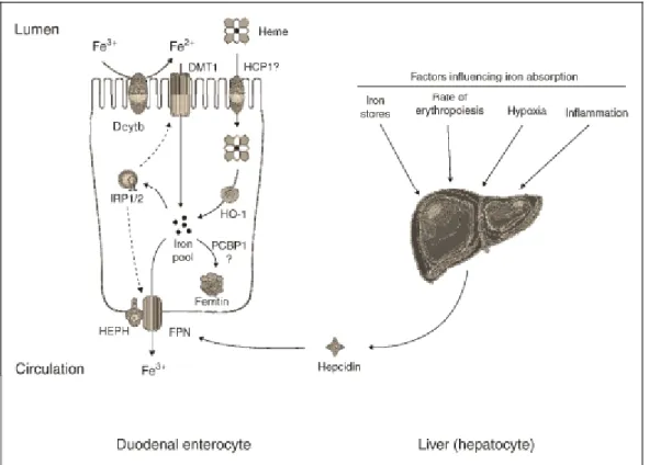 Figure 2 : L’absorption du fer alimentaire par les entérocytes duodénaux. Anderson GJ et al, 2009 