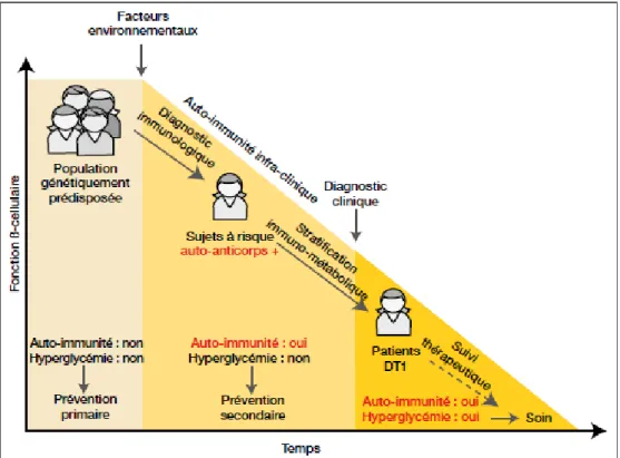 Figure 13 - Pathological characteristics of the pancreas in type 1 diabetes. D’après Mark A et al,  Lancet 2014