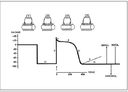 Figure 3 : représentation schématique des variations du potentiel membranaire en fonction de  la phase du potentiel d’action