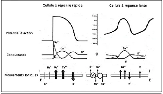 Figure  4  :  potentiels  d’action  sodique  (à  gauche)  et  calcique  (à  droite)  avec  schéma  des  mouvements ioniques responsables des variations du potentiel transmembranaire