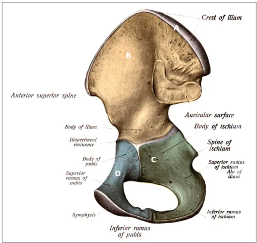 Figure 1.2 Bassin. A : Crête iliaque ; B : Ilium ; C : Ischium ; D : Pubis ; Tirée et modiﬁée de : Gray’s anatomy