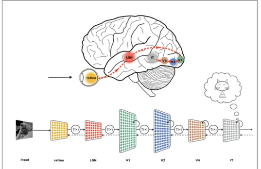 Figure 1.4 Analogie entre les procédés de vision humaine et les réseaux de neurones convolutifs reproduite avec la permission de