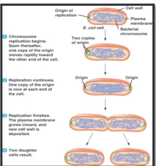 Figure 12. Different steps of a binary fission process in E. coli cell (reproduced from  reference 52)
