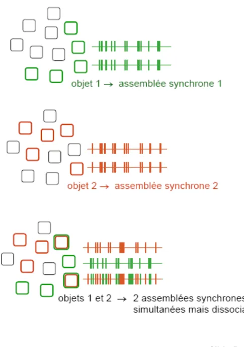 Figure 1 : Codage par assemblées de neurones synchronisés – principe. 