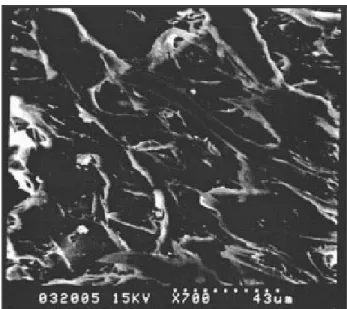 Figure 1. 12 SEM image of pine fiber dispersion   in PVC resin (Ge et al., 2004) 