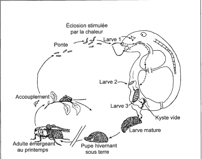 Figure 1.2 Cycle vital d’un cutérèbre parasitant un rongeur (Adapté de Catts 1982).