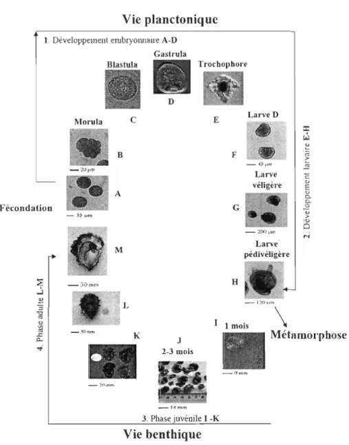 Figure  1.1.  Cycle  de  vIe  de  l'  huître  creuse.  A  Fécondation:  ovocytes  e n  présence  de  spermatozoïdes 