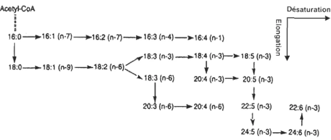 Figure  l.6 .  Voie  d'élongation  et  de  désaturation  des  acides  gras  chez  les  algues  marines  (extrait de Bergé et Barnathan, 2005) 
