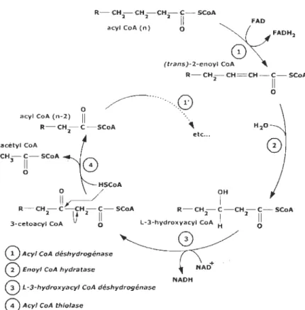 Figure  1.10.  Schéma  des  quatre  étapes  de  la  ~-ox  ydation .  Les  numéros  correspondent  à  chacune  des  enzymes  impliquées  dans  la  libération  d' un  acétyl-CoA  (extrait  de  Voet  et  Voet,  1998)
